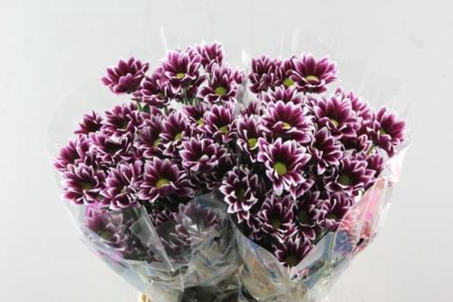 Chrysanthemum Indicum Grp tros kas Haydar