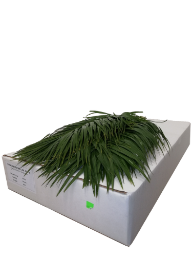 Phoenix roebelenii per bos