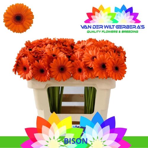 Gerbera mini 'Bison'