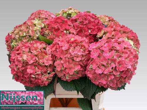 Hydrangea macrophylla Adora (classic)