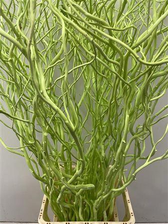 Salix kleurbehandeld H%