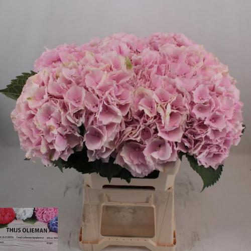 Hydrangea macrophylla 'Verena'