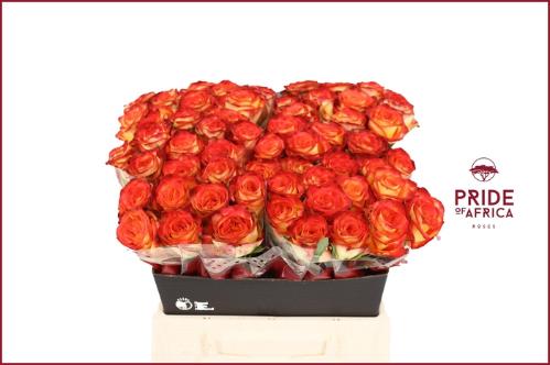 Rosa grootbloemig Firefox