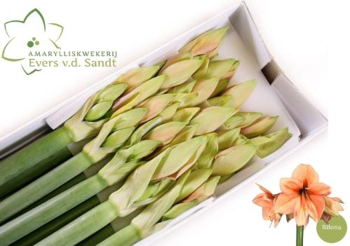 Hippeastrum Galaxy Grp per kelk 'Orange Souvereign'