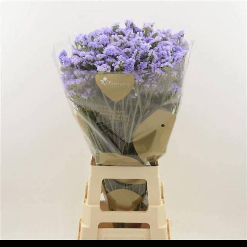 Limonium sinuatum Sky Wings