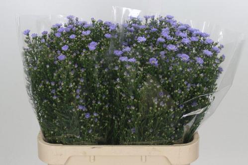 Aster Universum Grp 'Cassandra'