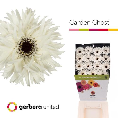 Gerbera grootbloemig Garden Ghost