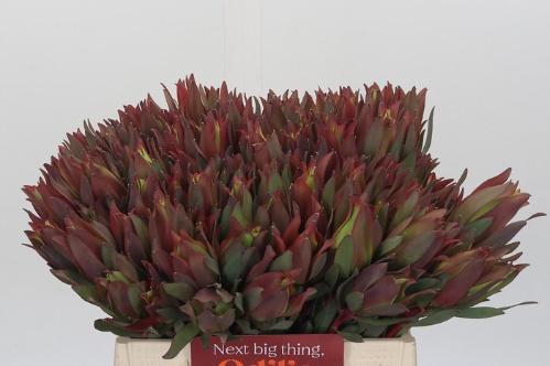 Leucadendron overig