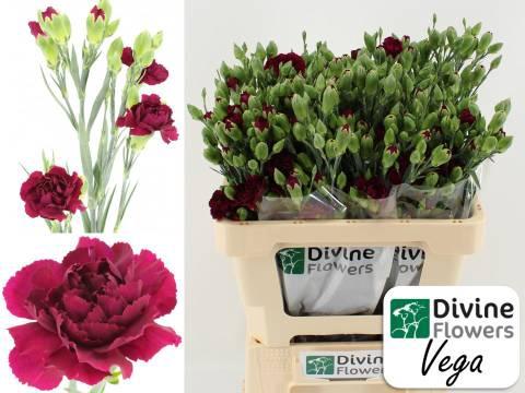 Dianthus tros 'Vega'