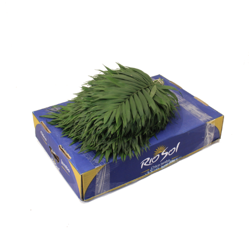 Chamaedorea Chicoblad per bos