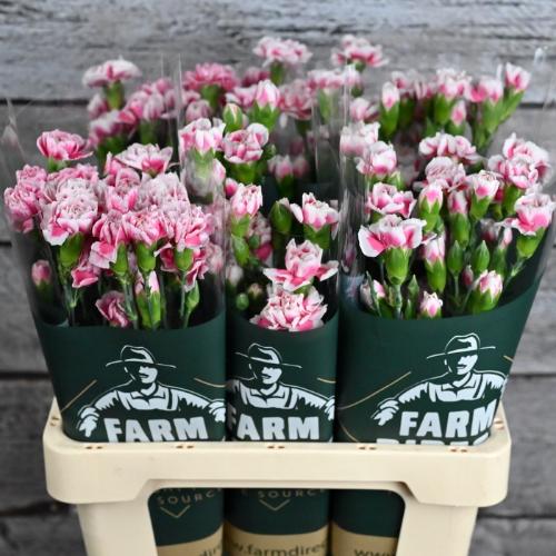 Dianthus tros Skyline