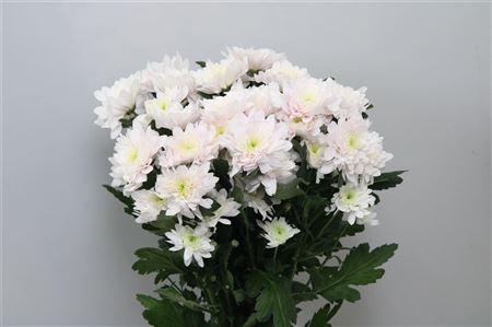 Chrysanthemum (Indicum Grp) tros Pastela Rosé