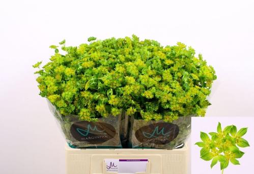 Bupleurum griffithii