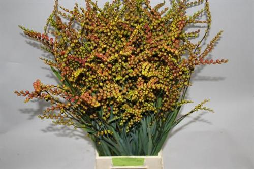 Crocosmia met bes overig