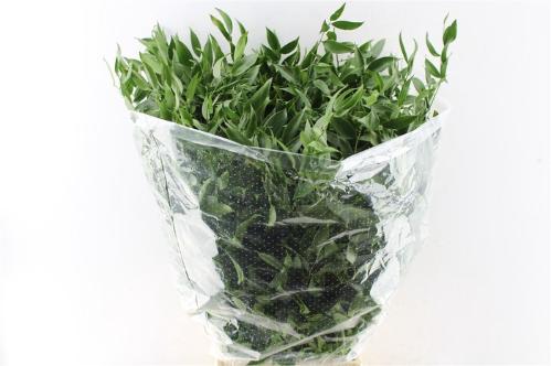Danae racemosa per bos