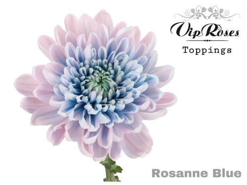 Chrysanthemum geplozen kas kleurbehandeld H%