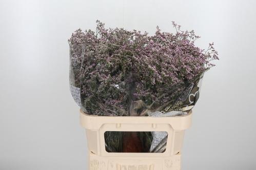 Limonium Safora Oshi Pink