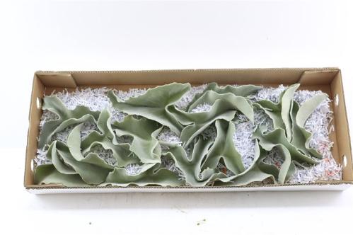 Decoratiegroen groot blad
