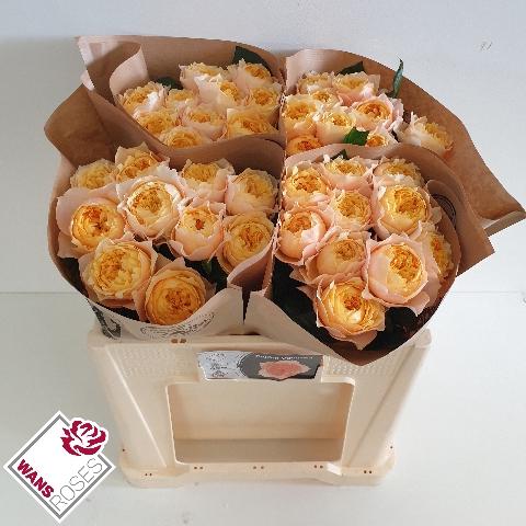 Rosa grootbloemig 'Golden Vuvuzela'