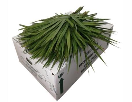 Sabal palmetto per bos