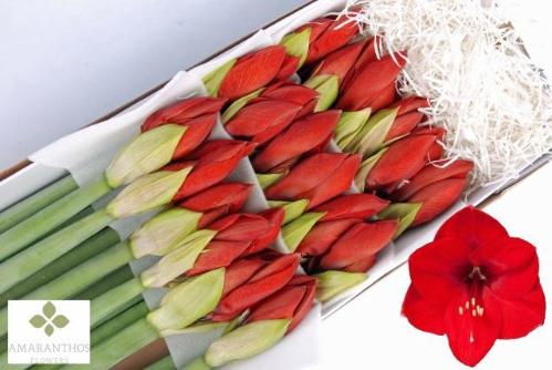 Hippeastrum Galaxy Grp 'Red Lion'