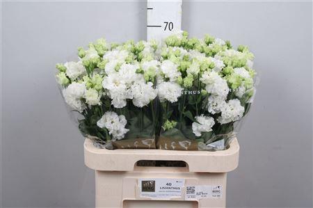 Eustoma russellianum gevuldbloemig 'Alissa Pure White'