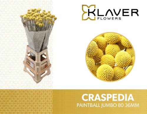 Craspedia globosa Paintball Jumbo