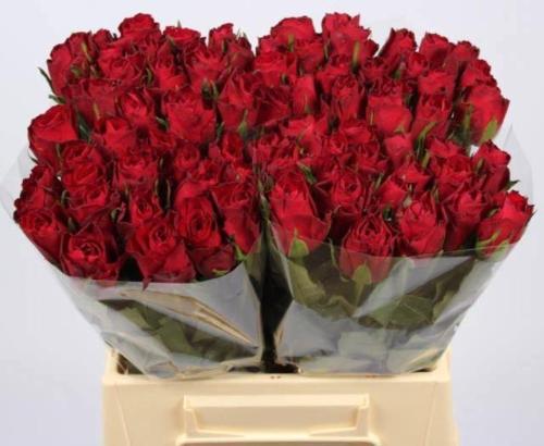 Rosa grootbloemig Madam Red