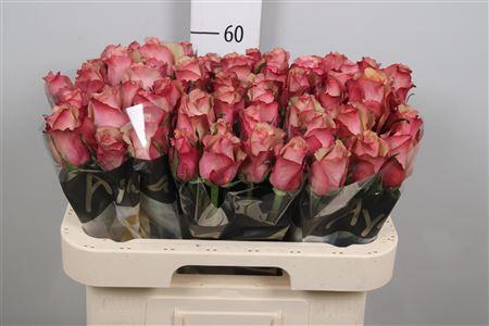 Rosa grootbloemig Vintage