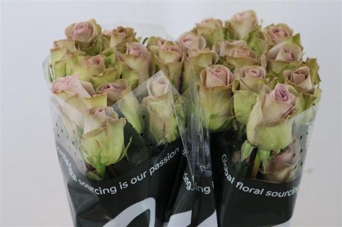 Rosa grootbloemig Amnesia