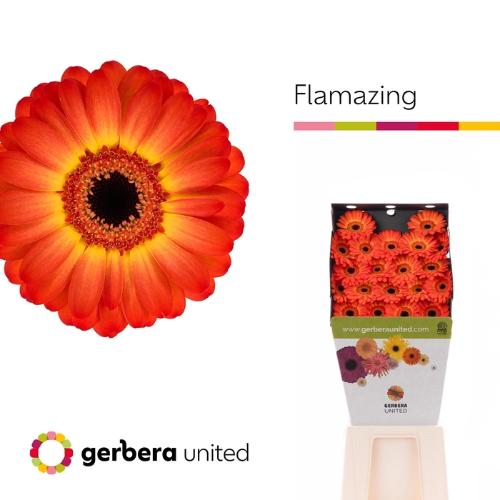Gerbera mini Flamazing