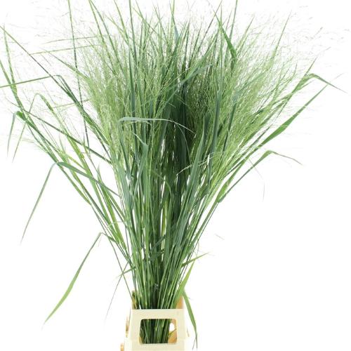 Panicum virgatum 'Thundercloud'