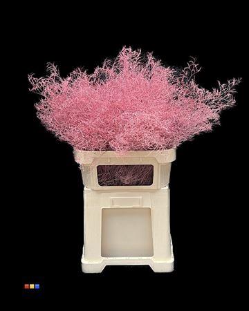 Limonium overig kleurbehandeld H%
