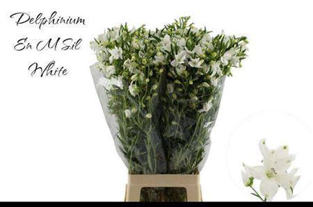 Delphinium grandiflorum enkelbloemig 'Morpho Silky White'