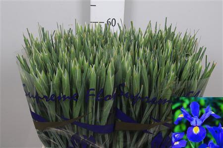 Iris (Hollandse Iris Grp) 'Prof. Blaauw'