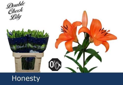 Lilium Longiflorum x Aziatische Grp 'Honesty'