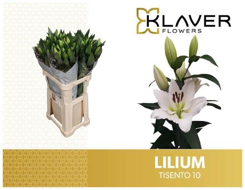 Lilium Oriental x Trumpet Grp 'Tisento'