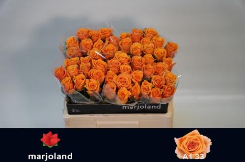 Rosa grootbloemig Novi!