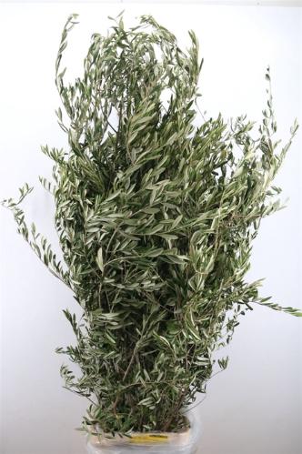 Olea europaea