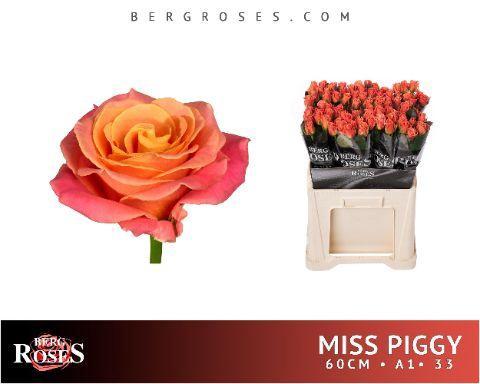 Rosa grootbloemig Miss Piggy+