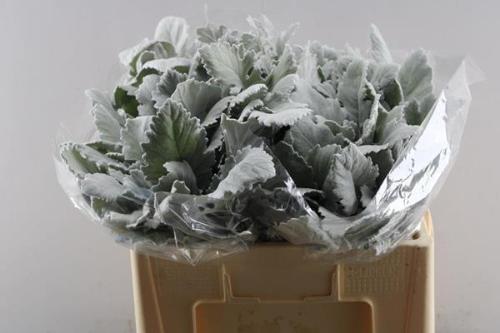 Senecio cineraria 'New Look'