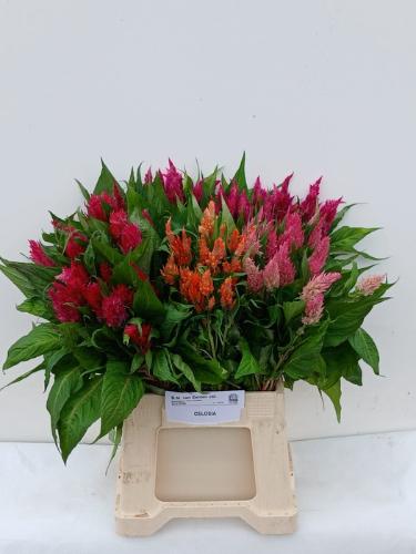 Celosia Plumosa Grp overig