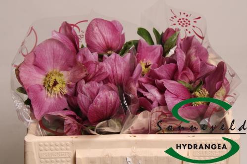 Helleborus Aarendelle Bella Pink