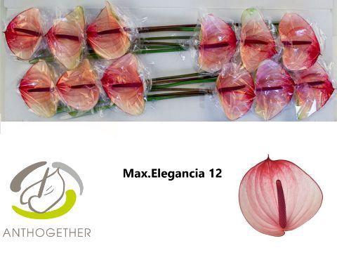 Anthurium Andreanum Grp Maxima Elegancia