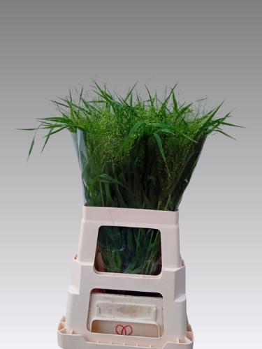 Panicum 'Fountain'