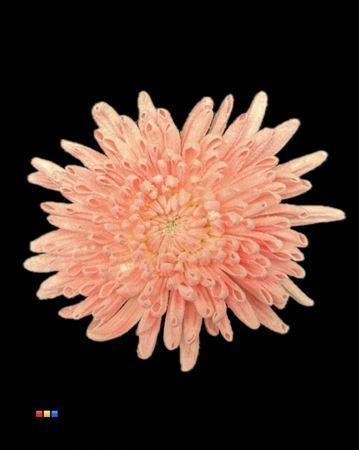 Chrysanthemum geplozen kas kleurbehandeld H%