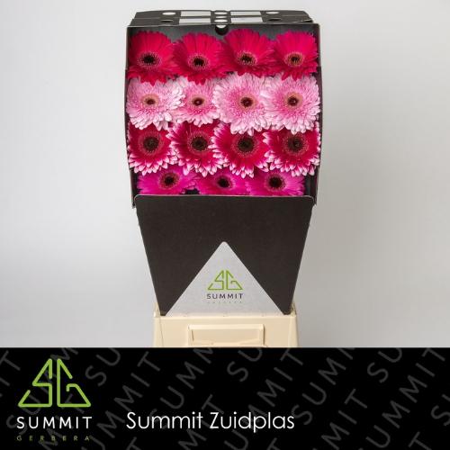 Gerbera grootbloemig gemengd