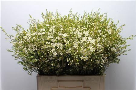 Chamelaucium uncinatum 'Ofir'