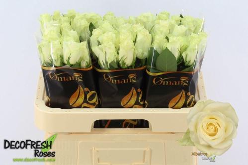 Rosa grootbloemig Albatros