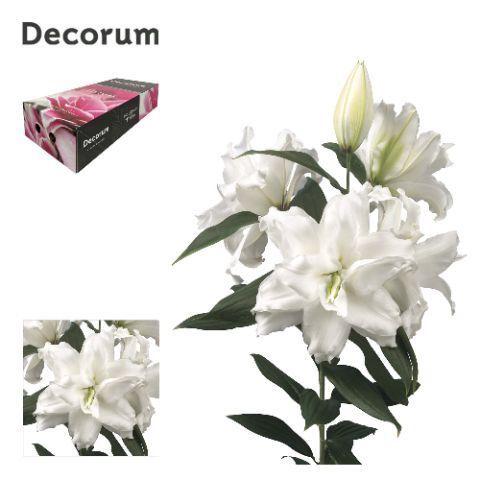 Lilium (Oriental Grp) 'Dl111935'